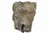 Fossil Sauropod Vertebra Section with Metal Stand - Colorado #339945-1